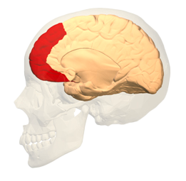 corteccia prefrontale